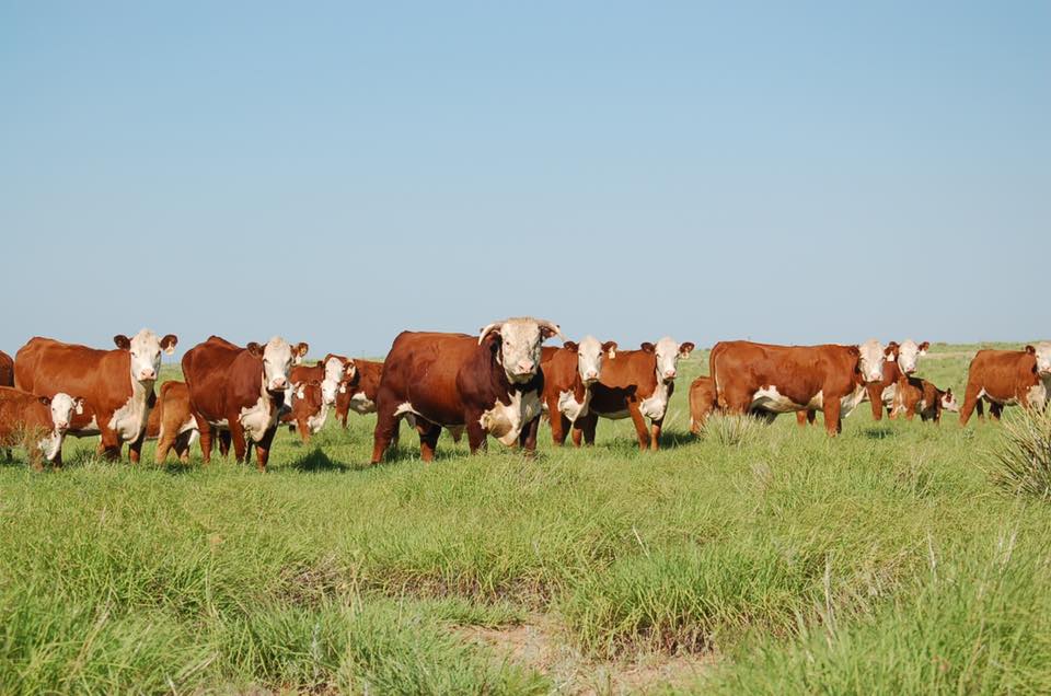 Cattle grazing peacefully on lush green pasture in a rural landscape.